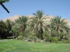 <b>Israelreise - Kibbuz EinGedi</b><br>Palmen im Kibbuz von EinGedi