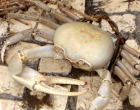 Crabe blanc