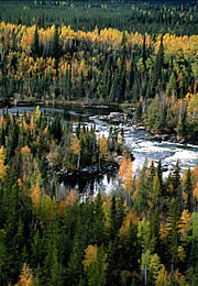 Herbstfarben - Hayes River, Nothern Manitoba Herbstfarben - Hayes River, Nothern Manitoba