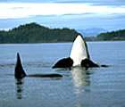 Orca