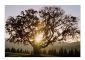 Nature 4