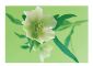 Flower 1