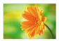 Flower 4