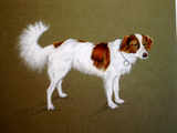 d5. Hundeportrait, 2004, Pastell, 38 x 44 cm 