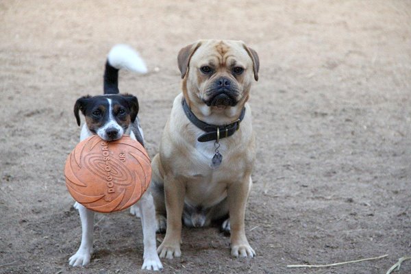hunde.jpg