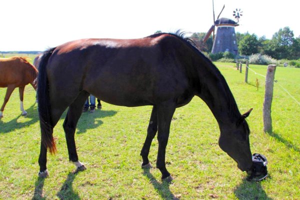 pferd-vor-muehle.jpg