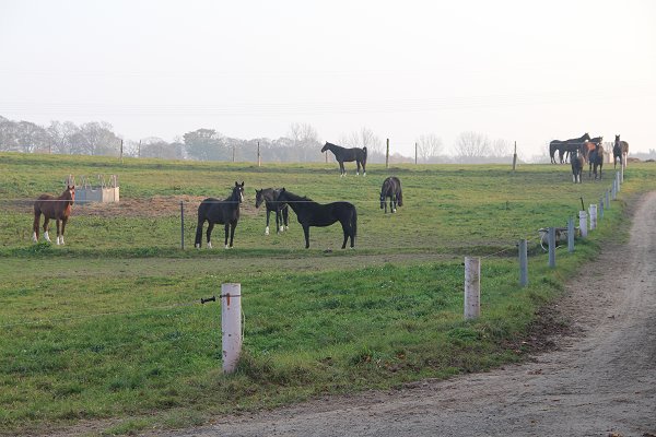pferde-auf-weide.jpg