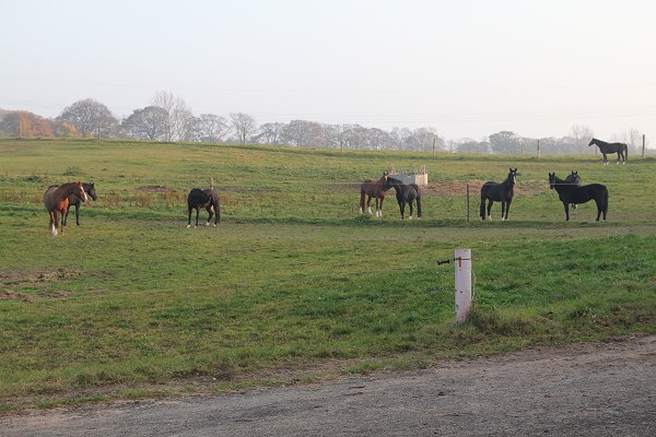 pferde-auf-weide-1.jpg