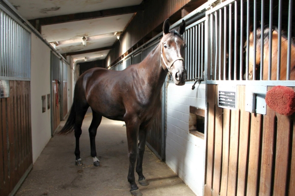 pferd-in-boxengang.jpg