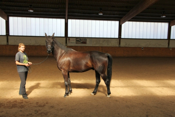 pferd-in-reithalle.jpg
