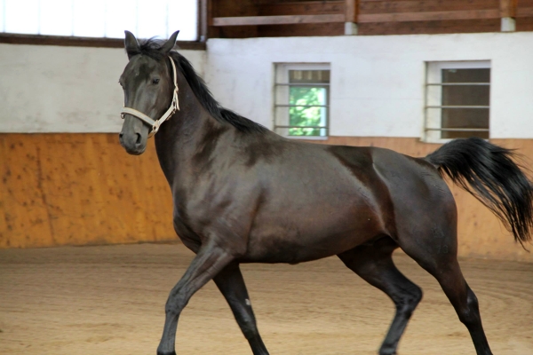 pferd-in-reithalle-trab.jpg