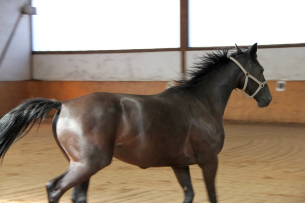 pferd-in-reithalle-trab1.jpg