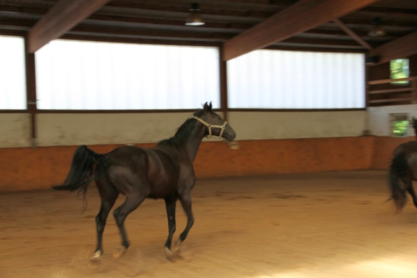 pferd-in-reithalle-trab2.jpg