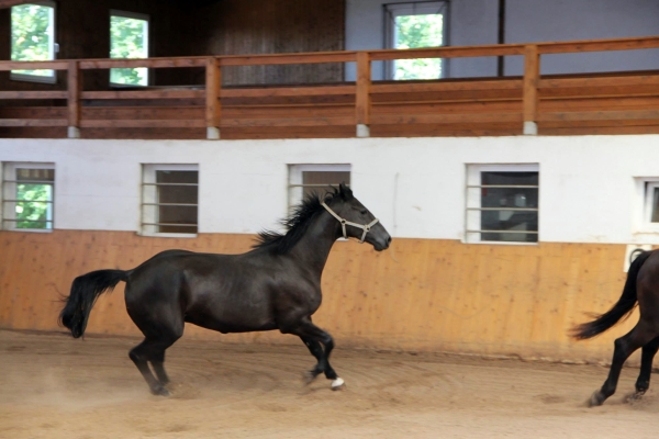 pferd-in-reithalle-trab3.jpg