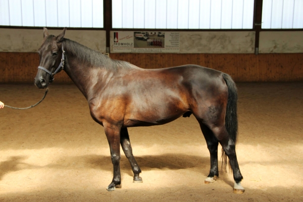 pferd-in-reithalle1.jpg