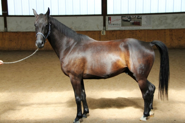 pferd-in-reithalle2.jpg