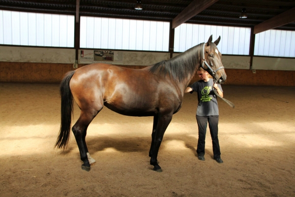 pferd-in-reithalle3.jpg