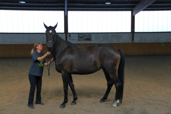pferd-in-reithalle5.jpg