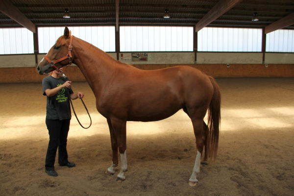 pferd-in-reithalle6.jpg