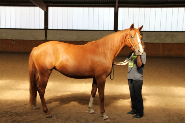 pferd-in-reithalle7.jpg