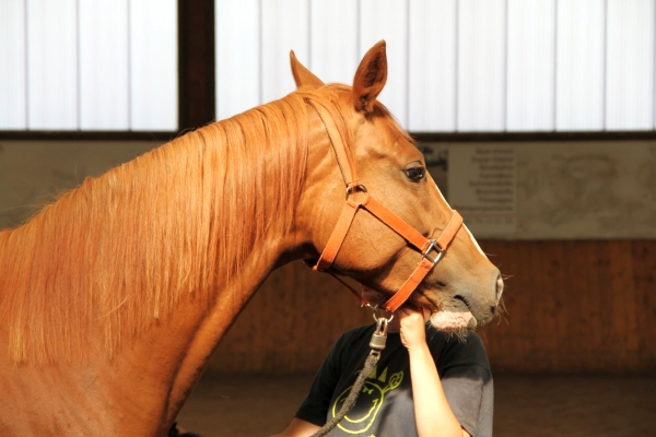 pferd-in-reithalle8.jpg