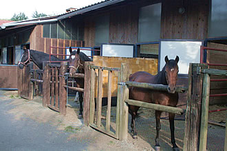 gro&szlig;e helle Einstellpl&auml;tze mit Paddocks