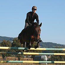 Springreiter Jürgen Sternad