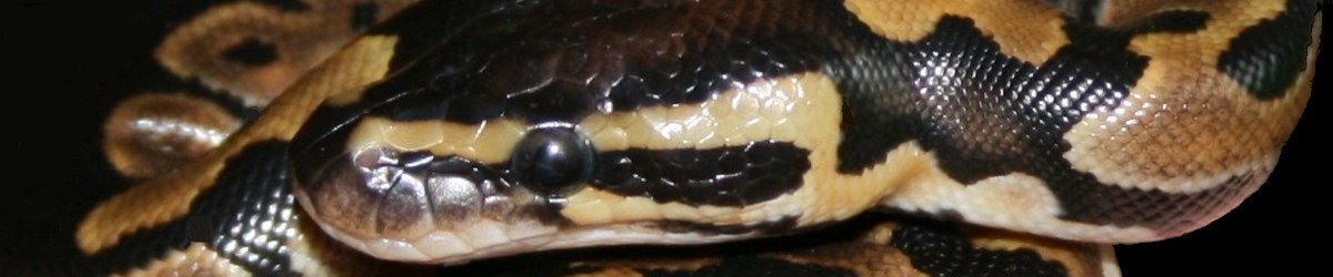Reptilienstadl.de