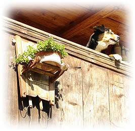 Hundemarken 