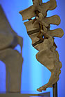 Orthopäde Frankfurt am Main - Dr. med. Dan Rusdea