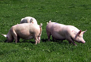 Schweine Zuchtschweine Sauen