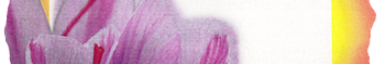 Safran Extra Quality - KESHAVARZ SAFFRON
