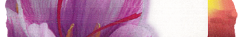  Safran Extra Quality - KESHAVARZ SAFFRON