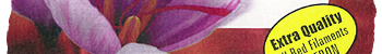 Safran Extra Quality - KESHAVARZ SAFFRON