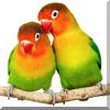 Vogelsand