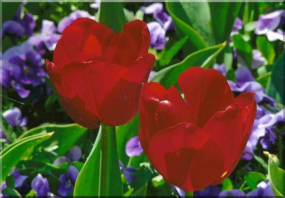 rote-tulpen-web.jpg