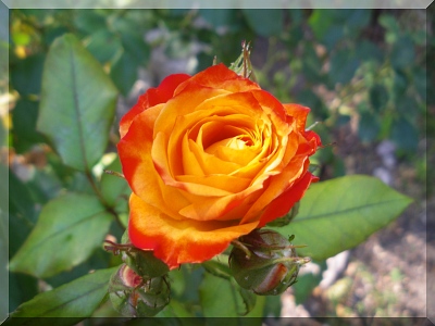 orange-rose.jpg