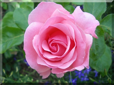 rosa-rose.jpg