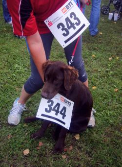 Hund mit Startnummer beim Dorffestlauf
