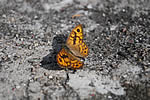 Schmetterling auf der Burgmauer