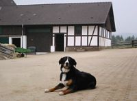 Nicht jeder hat einen Wachhund