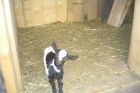 Ziegenbock Fred