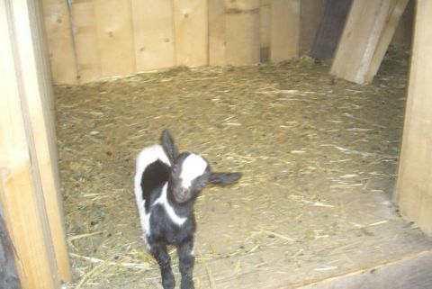 Ziegenbock Fred
