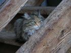Katze Lilli