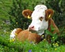 Schgagul - Urlaub am Bauernhof