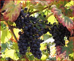 Weintraube - � Uwe Peters/PIXELIO.de
