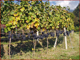 Rote Trauben