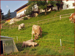Schweine und K�he