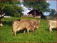 Animali