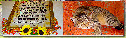 Bildwechsel-alles-neu-Katze.jpg